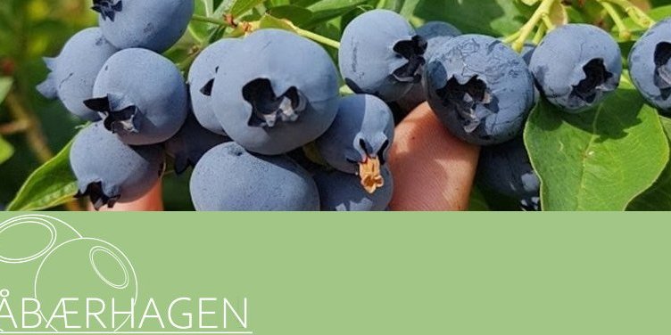 Blåbærhagen