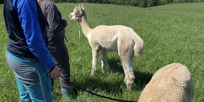 Alpakkavandring