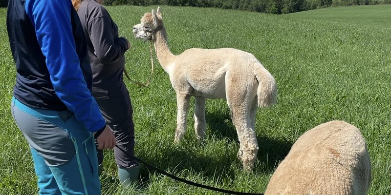 Alpakkavandring