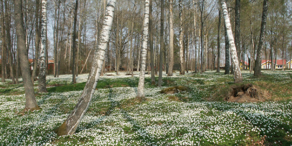 Jomfruland