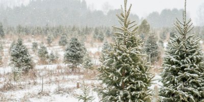 Bærumsgruppen inviterer til juletrehogst og bålkos på Skui gård. (Dette bildet er generert av KI)