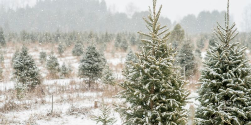 Bærumsgruppen inviterer til juletrehogst og bålkos på Skui gård. (Dette bildet er generert av KI)