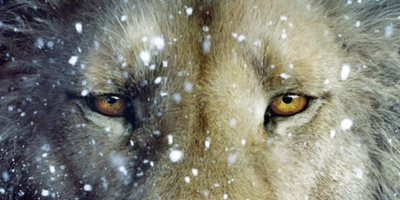 Legenden om Narnia
