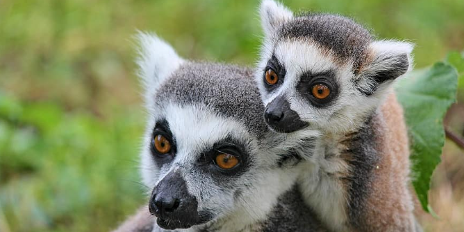 lemur.PNG