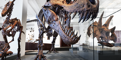 dinosaurskjelett