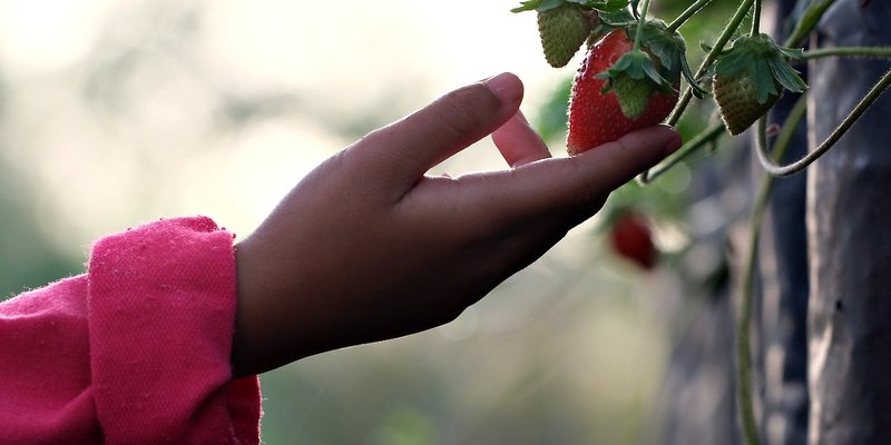 strawberry-7878602_1280.jpg