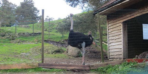 strutsefarm
